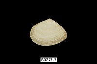 藏品(櫻蛤)的圖片